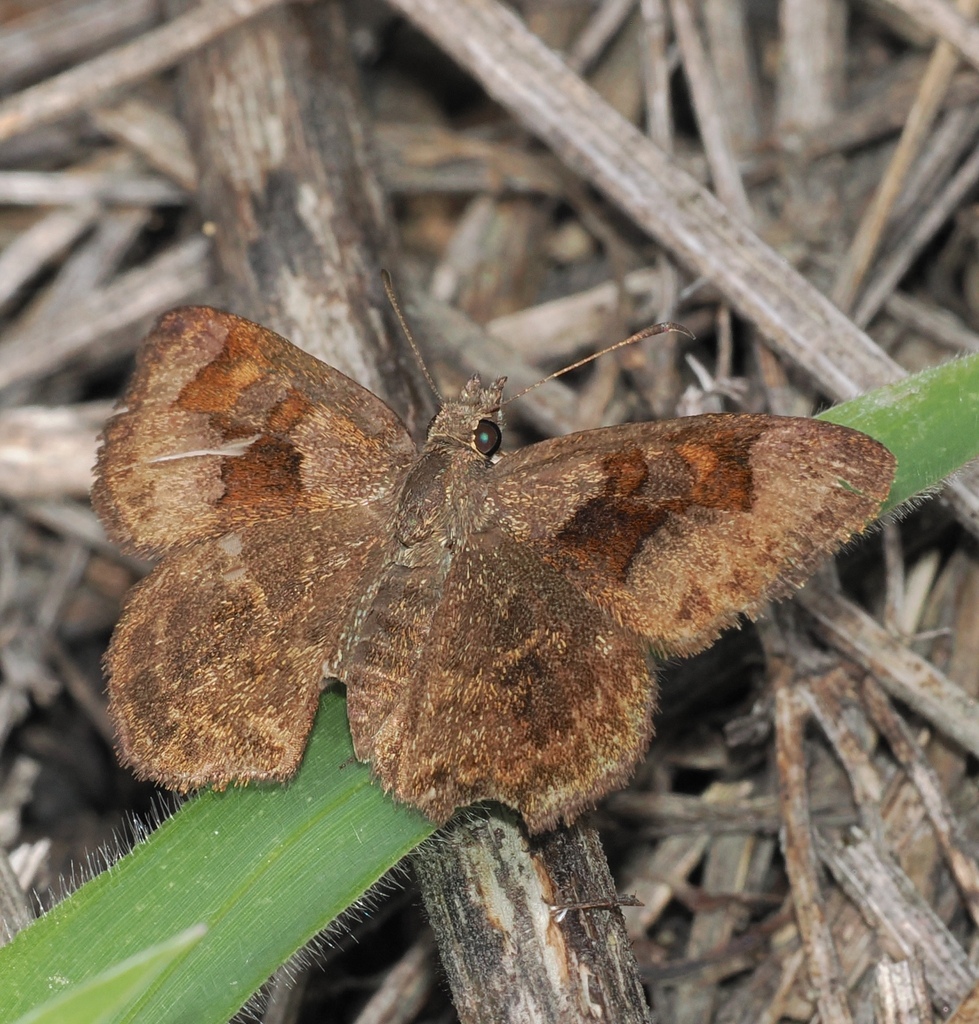 Staphylus cordillerae