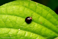 Hemisphaerius