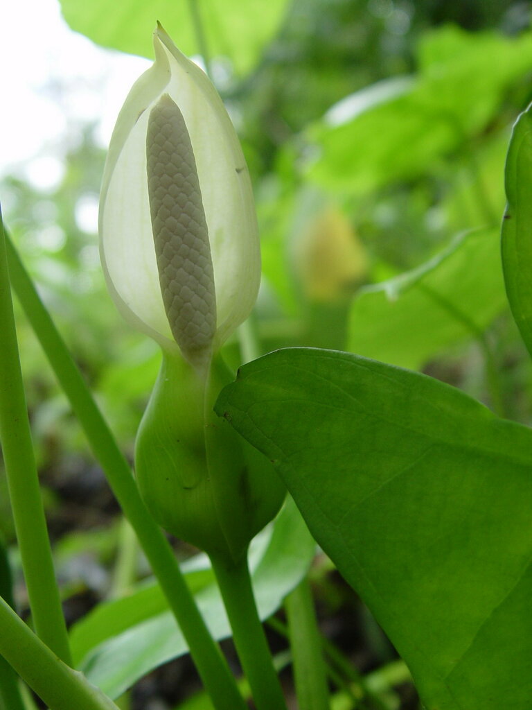 Xanthosoma dealbatum