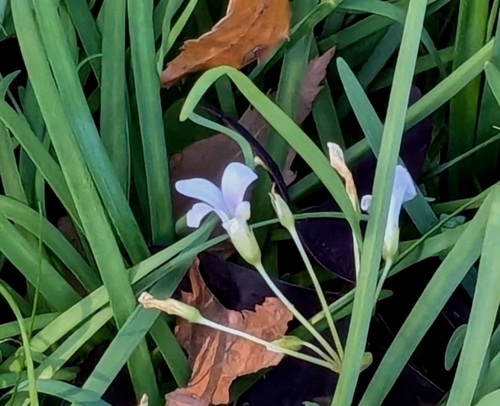 Image of Oxalis triangularis by (c) mami_t_t, some rights reserved (CC BY)