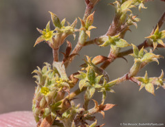 Chorizanthe watsonii