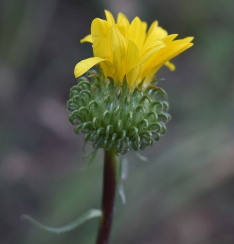 Image of Grindelia nana by (c) Gail A Baker, some rights reserved (CC BY)
