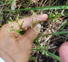 Mitreola