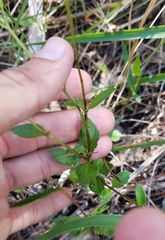 Mitreola