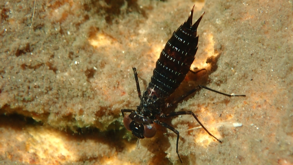 Rhionaeschna draco