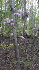 Rhododendron canescens