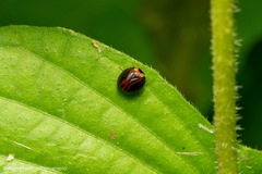 Hemisphaerius