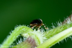 Hemisphaerius