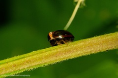 Hemisphaerius
