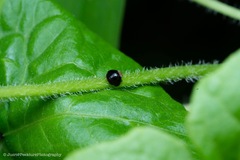 Hemisphaerius