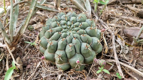 Gymnocalycium schickendantzii