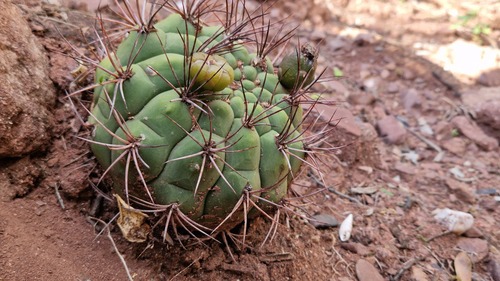 Gymnocalycium saglionis