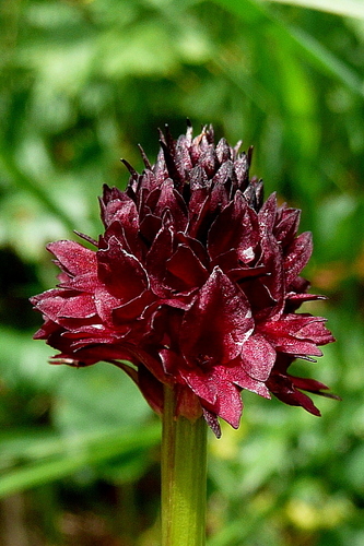 Gymnadenia austriaca (Gymnadenia austriaca)