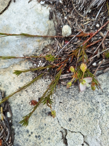 Umbel Falsepea (Polygala umbellata)