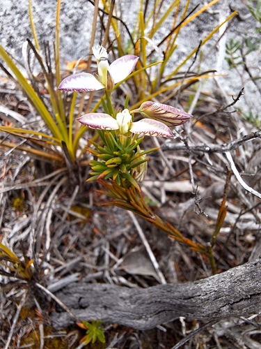 Image of Polygala umbellata by (c) Adele SL, some rights reserved (CC BY)
