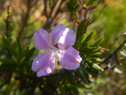 Coopernookia barbata (Coopernookia barbata)