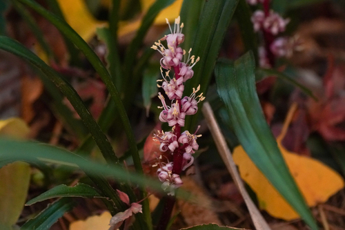 Reineckea carnea, photograph 2
