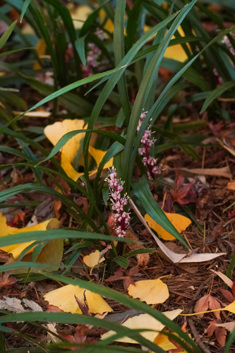 Image of Reineckea carnea by (c) WATANABE Hitoshi 渡辺仁, some rights reserved (CC BY)