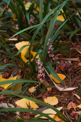 Reineckea carnea, photograph (c) WATANABE Hitoshi 渡辺仁, some rights reserved (CC BY)
