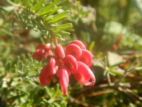 Grevillea lanigera