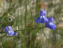 Lobelia linearis