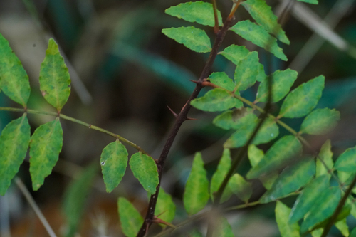Image of Zanthoxylum piperitum by (c) WATANABE Hitoshi 渡辺仁, some rights reserved (CC BY)