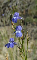 Lobelia linearis