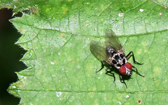 Anthomyia procellaris