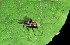 Anthomyia procellaris