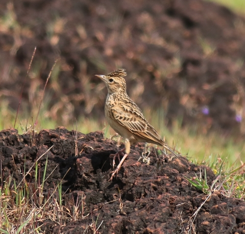 Oriental Skylark (Alauda gulgula), photo 5
