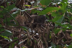 Callosciurus erythraeus styani