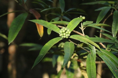 Image of Dendropanax proteus by no rights reserved
