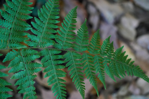 Green-leaf marsh fern (Macrothelypteris viridifrons)