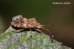 Cebrenis cauta