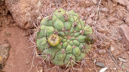 Gymnocalycium saglionis