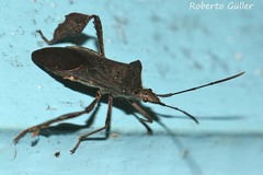 Leptoglossus ingens