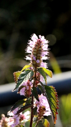 Elsholtzia argyi, photograph 3