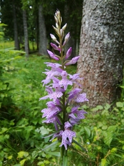 Dactylorhiza saccifera
