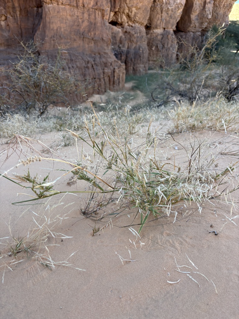 Foto de Capim-carrapicho