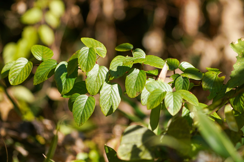 Image of Berchemia floribunda by (c) WATANABE Hitoshi 渡辺仁, some rights reserved (CC BY)