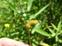 Carex bebbii