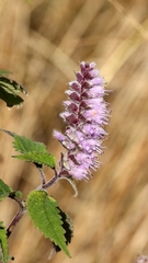 Elsholtzia argyi, photograph author not stated, no rights reserved