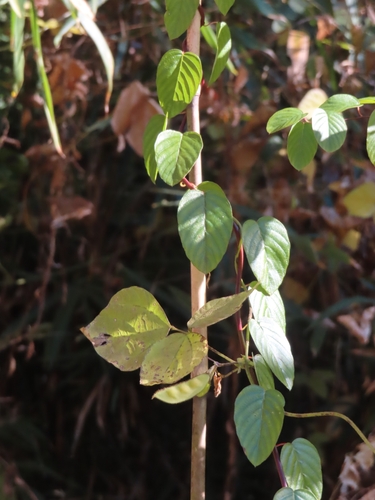 Image of Berchemia floribunda by (c) mami_t_t, some rights reserved (CC BY)