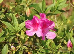 Rhododendron pulchrum phoeniceum