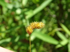Carex bebbii
