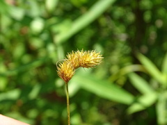Carex bebbii