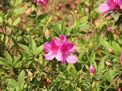 Rhododendron pulchrum phoeniceum