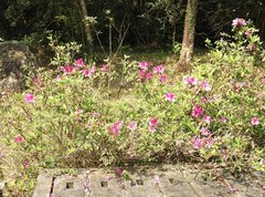 Rhododendron pulchrum phoeniceum