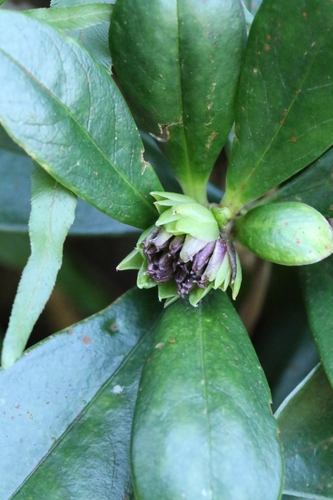 Image of Daphne papyracea by no rights reserved