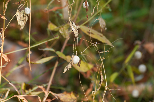 Zehneria japonica, photograph 3